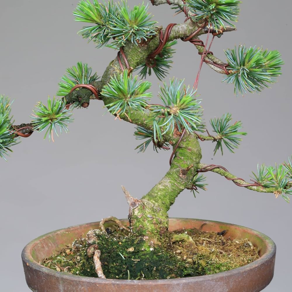 盆栽 吾妻五葉松 樹高70cm